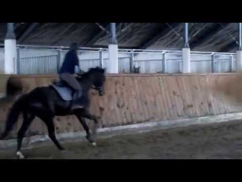 4y  Balou du Rouet/ Caletto's Son