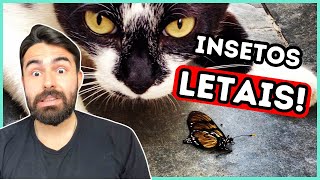 Se Seu Gato Pegar Esses INSETOS, Tire IMEDIATAMENTE Dele!