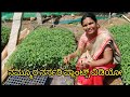Ramalakota Plant Nursery Visit ನಮ್ಮೂರ ನರ್ಸರಿ ಪ್ಲಾಂಟ್ಸ್ ವ