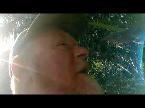 Looking at Geranium maderensis growing in microclimate 1 April 2025 at 18:05