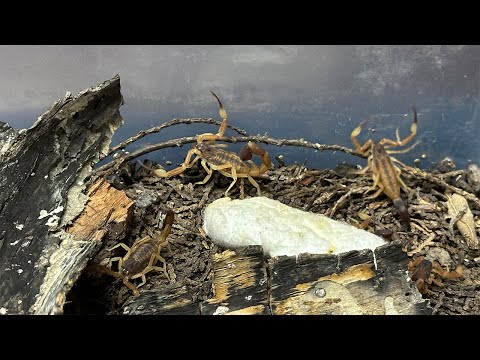 Nuevo envío de alacranes vivos al Instituto Malbrán para la producción de antídoto