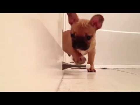 French Bulldog Door Spring Video So Cute Sharesloth