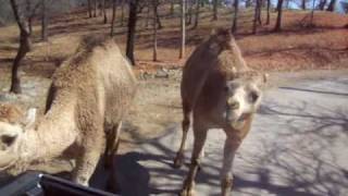 preview picture of video 'Paseo por el zoo de Oklahoma'