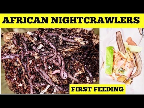 African Nightcrawlers First Feeding 3 Days After Arriving | Urban Worm Bag & ANCs | Vermicomposting
