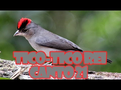 download lagu mp3 mp4 Tico Tico Rei, download lagu Tico Tico Rei gratis, unduh video klip Tico Tico Rei