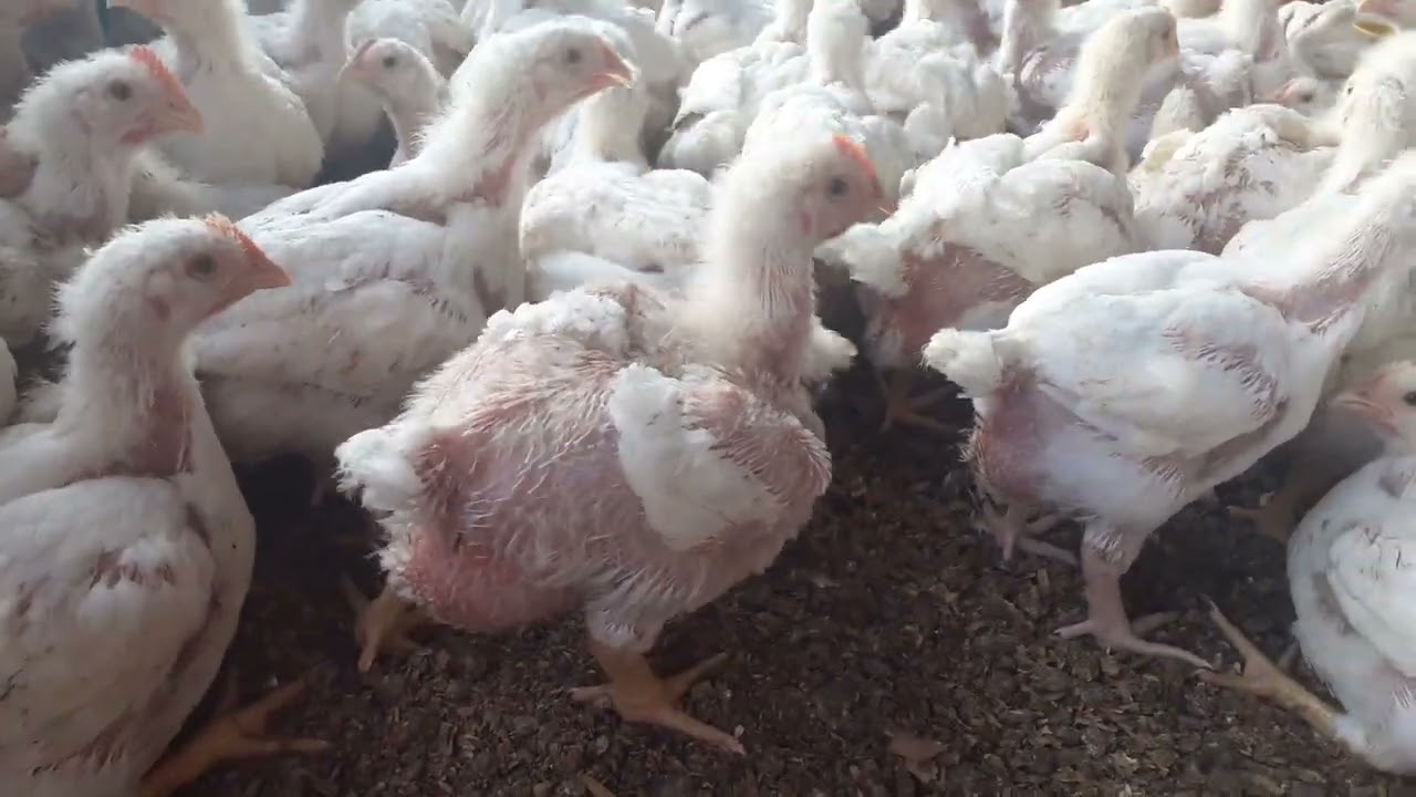 Reta final desse lote