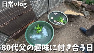 【日常vlog】メダカに畑にと忙しい80代父。