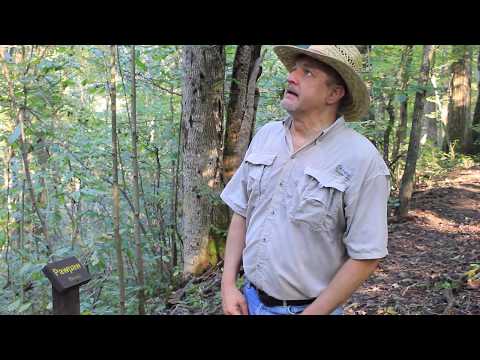 Hiking through spruce at Walter Nature Park