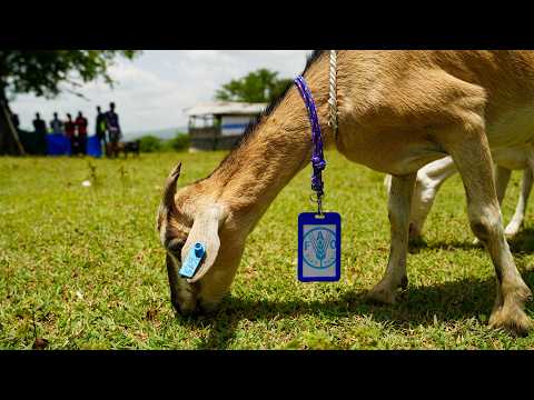 Restoring dignity: Emergency food production assistance in Haiti
