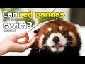 【Red Panda Facts and Trivia】Can red pandas swim??