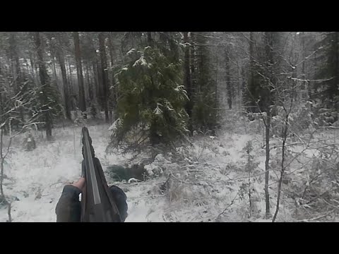 Metson metsästys : melkein sain!  Capercaillie hunting