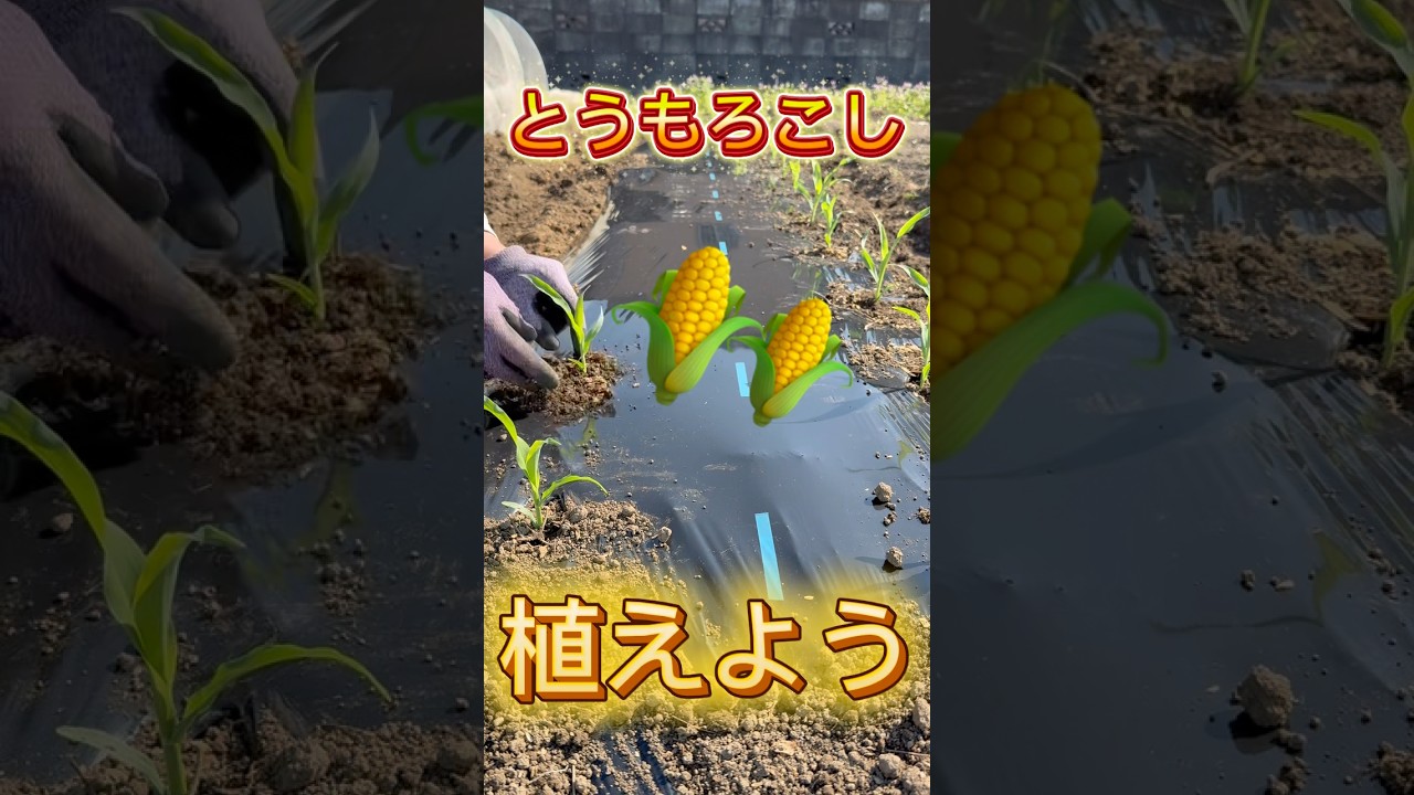 とうもろこし植え付け
