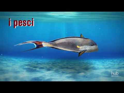 A look at vertebrates