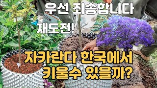 자카란다 키우기 한국에서 자카란다 꽃을 볼수 있을까? Jacaranda 