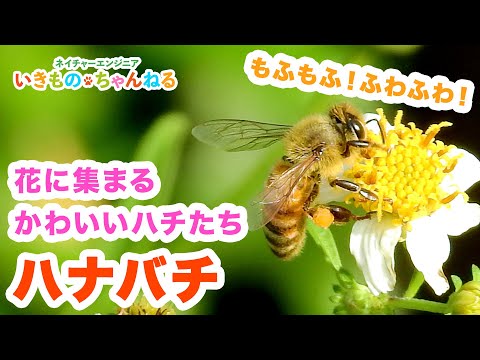 ミツバチに優しい多年草: 最良の種類 トピックス