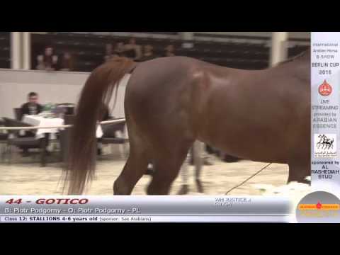 Berlin Cup Werder 2015 - Stallion 4-6 years old (Class 12) - N.44 GOTICO
