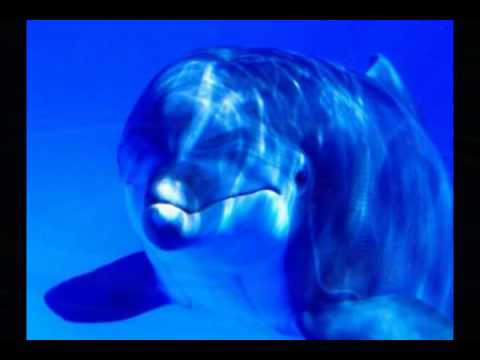Richard Clayderman  -   El delfín azul