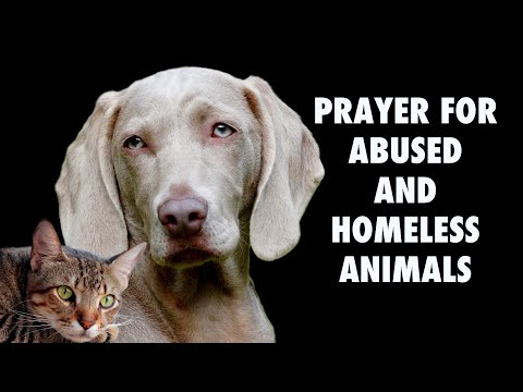 Prayer For Abused And Homeless Animals