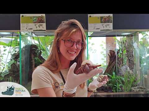 Pillole dal Parco | I Paguri di Foresta