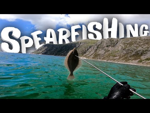 Spearfishing - Pollack, Seabass&Flounder - Turbot Observations - Norway