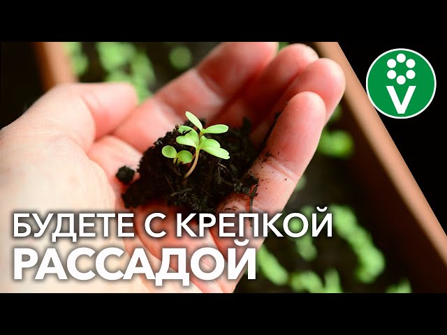 КАК НЕ ПОГУБИТЬ РАССАДУ?! Эффективные советы для БОЛЬШОГО УРОЖАЯ!