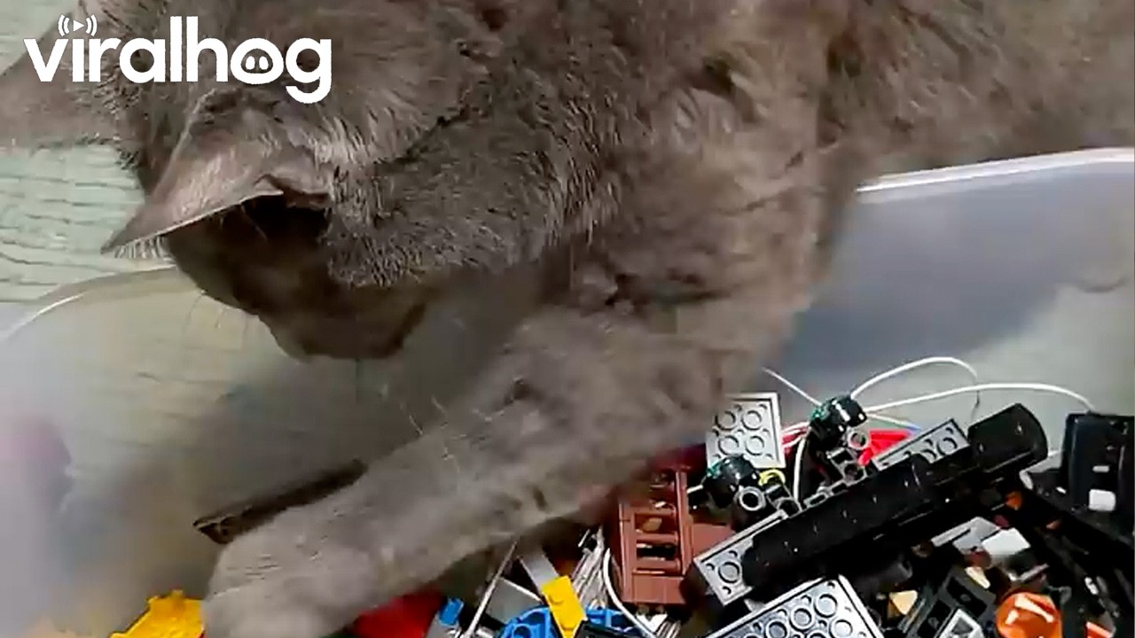Cat Searching for the Puuurfect Toy || ViralHog