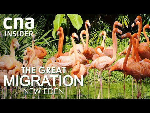 How To Move 3,500 Birds Into Asia’s Largest Bird Park | The Great Migration: New Eden | Full Episode