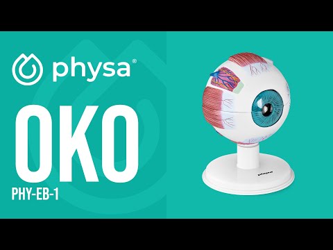Video - Oko - model anatomiczny
