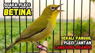 Download lagu Pleci Betina Birahi Memanggil Jantan Cocok Buat Pancingan Agar Pleci Buka Paruh mp3