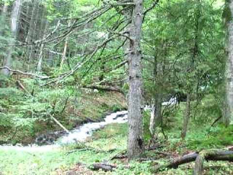 Valea Bujorilor, Moraru, în pădure.AVI