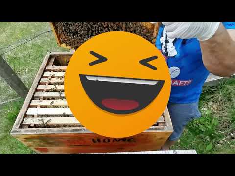Bee colony 7 and 8 swarm mood, thick honeycombs etc.