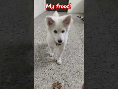 my frooti #doglovers #trained puppy #viralvideo #frooti #pomeranianpuppy #cutepuppy #dog