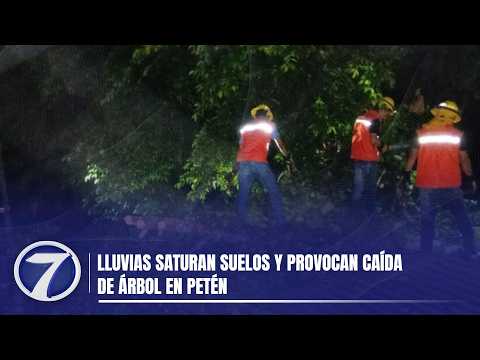 Lluvias saturan suelos y provocan caída de árbol en Petén