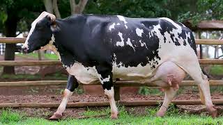 LOTE 15 - LENA FIV CRUSHABULL DANI VALINHOS (4588-CA)