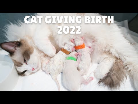 PREGNANT CAT GIVING BIRTH! SENSITIVE MOMENTS!