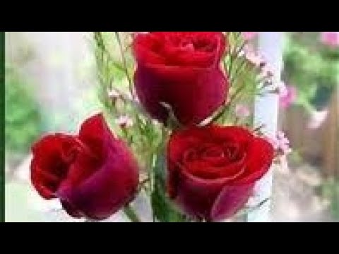 Liszt/Me- Einst, S.332 (transcription for solo piano)