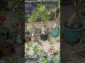 Adeniam Flower Adeniam Garden Shorts Youtubeshorts