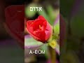 Red In Hebrew Hebrew Flower Red Language
