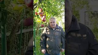 Златна есен е!