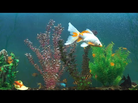 Tropical Fish In Aquarium Stock Video
