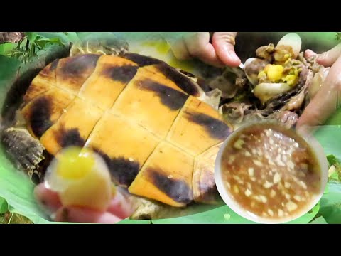 Yummy Cooking Turtle Recipe | Simple and Testy Turtle Soup