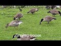 Geese Song