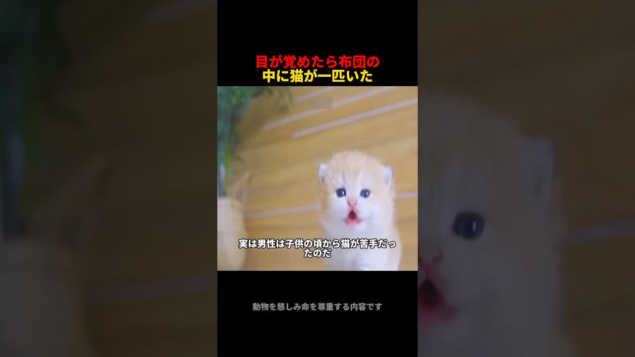 男性が目を覚ますと、隣に子猫が一匹いた#cute #cat #pets
