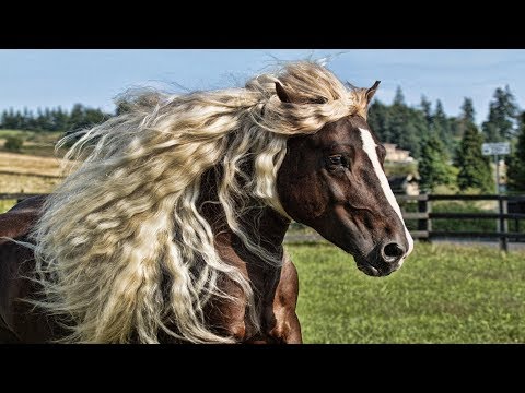 , title : 'Dünyanın EN GÜZEL 10 At CİNSİ SİZİ Nefessiz BIRAKACAK !'