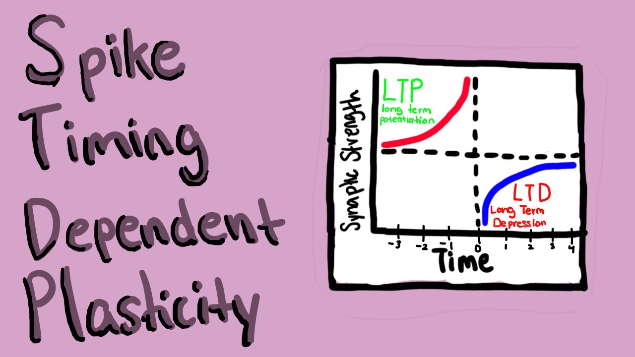 Synaptic Plasticity and STDP in Learning/Memory | Breakthrough Junior Challenge 2023
