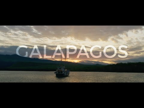 Galapagos Islands 3 Hours  Meditating Diving 4K