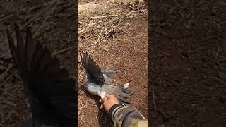 preview picture of video 'Burung Hutan (BH) selang angguk angguk anggar berhasil di amankan'