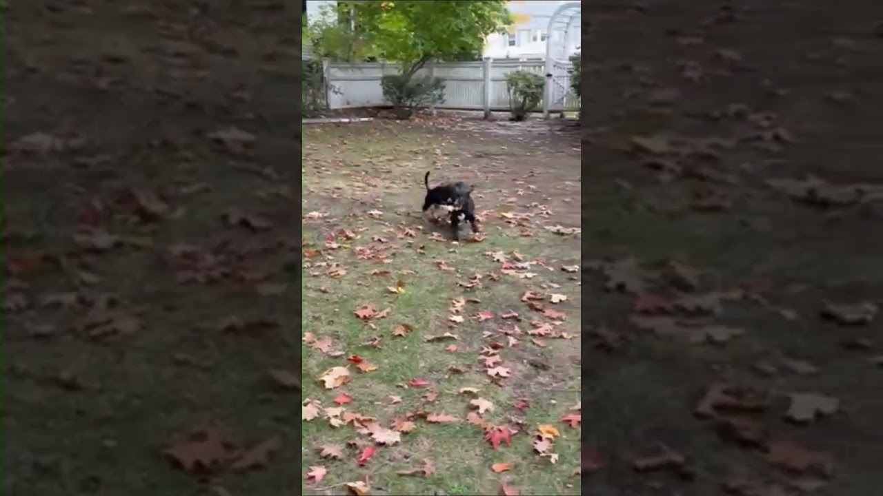 Enlarge Eurylochus Greek - Local pup, a Adoptable mixed breed in Andover, MA video 5/5