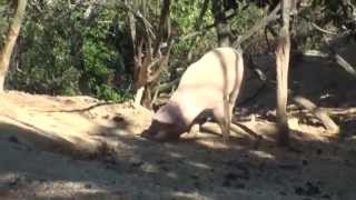 preview picture of video 'Un reportage cochon !'