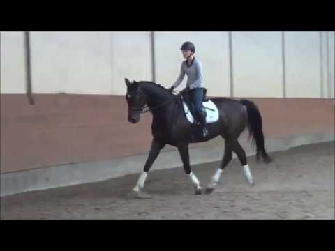 Pacino - dressage version
